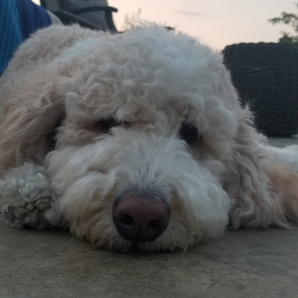 Meet your Posher, A - Picture 2 of 2